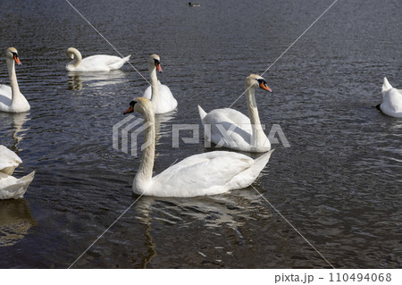 a large number of white swans on the lake in summer 110494068