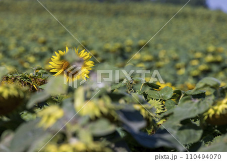 fading sunflowers in the summer, blooming sunflowers 110494070