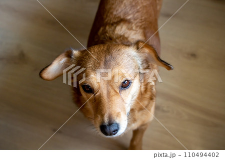 Little cute red dog top view closeup portrait Little cute red dog top view closeup portrait 110494402