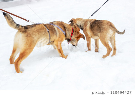 Two brown puppies playing in the snow 110494427
