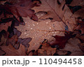 Wet oak leaves on the ground in rainy forest concept photo. Autumn atmosphere image. 110494458