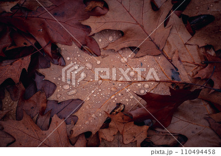 Wet oak leaves on the ground in rainy forest concept photo. Autumn atmosphere image. 110494458