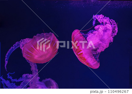 South American sea nettle jelly fish swim underwater aquarium pool with pink neon light 110496267