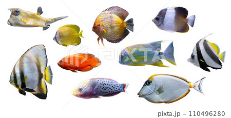Set of tropical aquarium fishes isolated on white background Set of tropical aquarium fishes isolated on white background 110496280