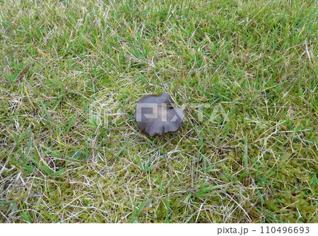 アイスランド　ノーザンライトイン　キノコ 110496693