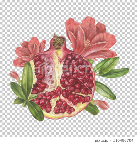 Pomegranate Watercolor illustration. Hand drawn clip art on isolated white background. Botanical painting of Fruit branch with flowers. Sketch of food for packaging design. Drawing of garnet plant 110496704