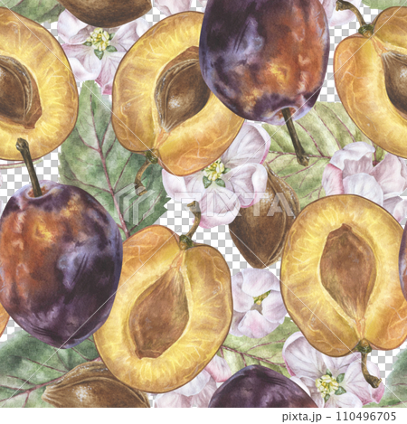 Plum seamless Pattern. Watercolor illustration of prune. Hand drawn on isolated white background. Botanical painting of fruit with spring flowers. Drawing of food ornament for fabrics and textiles 110496705