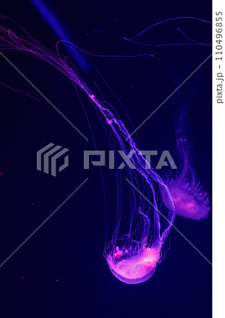 macro of a beautiful jellyfish chrysaora quinquecirrha 110496855