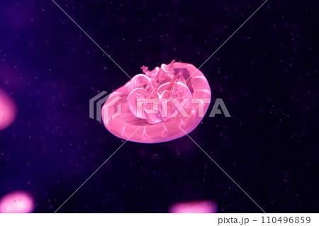 macro of a beautiful jellyfish cassiopea andromeda 110496859