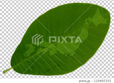 A green map of Japan drawn on a leaf with beautiful veins. 110497255