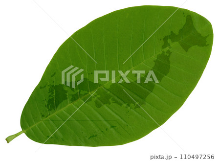 葉脈が美しい葉っぱに描いた、緑の日本地図 110497256