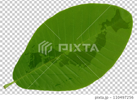 葉脈が美しい葉っぱに描いた、緑の日本地図 110497256