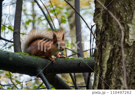 ed squirrel foraging on a moss-covered tree branch in autumnal forest 110497262