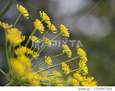 フェンネルの花のアップ 110497368