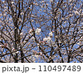 咲きかけの桜 110497489