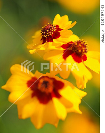 コレオプシスの花の生態写真 110497545