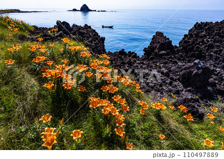 【新潟県･佐渡･岩百合】外海府の海岸を彩る岩百合 5月 6月 110497889