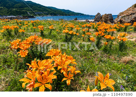 【新潟県・佐渡・岩百合】外海府の海岸を彩る岩百合 5月 6月 【新潟県・佐渡・岩百合】外海府の海岸を彩る岩百合 5月 6月 110497890