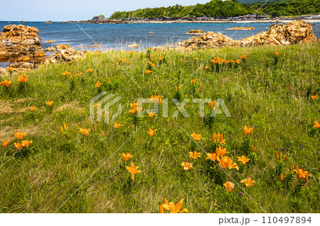 【新潟県・佐渡・岩百合】外海府の海岸を彩る岩百合 5月 6月 【新潟県・佐渡・岩百合】外海府の海岸を彩る岩百合 5月 6月 110497894