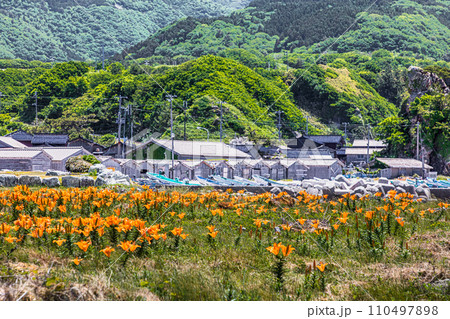 【新潟県･佐渡･岩百合】外海府の海岸を彩る岩百合 5月 6月 110497898