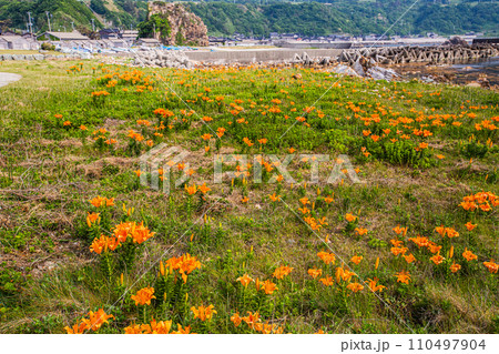 【新潟県･佐渡･岩百合】外海府の海岸を彩る岩百合 5月 6月 110497904