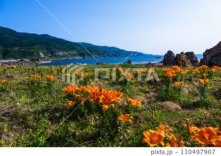 【新潟県･佐渡･岩百合】外海府の海岸を彩る岩百合 5月 6月 110497907