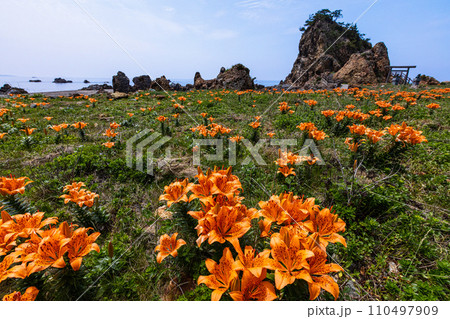 【新潟県･佐渡･岩百合】外海府の海岸を彩る岩百合 5月 6月 110497909