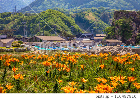 【新潟県・佐渡・岩百合】外海府の海岸を彩る岩百合 5月 6月 【新潟県・佐渡・岩百合】外海府の海岸を彩る岩百合 5月 6月 110497910