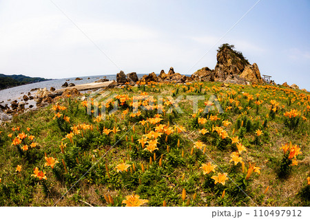 【新潟県・佐渡・岩百合】外海府の海岸を彩る岩百合 5月 6月 【新潟県・佐渡・岩百合】外海府の海岸を彩る岩百合 5月 6月 110497912