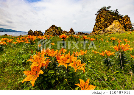 【新潟県・佐渡・岩百合】外海府の海岸を彩る岩百合 5月 6月 【新潟県・佐渡・岩百合】外海府の海岸を彩る岩百合 5月 6月 110497915