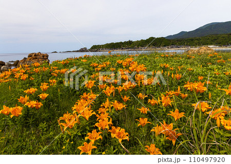 【新潟県・佐渡・岩百合】外海府の海岸を彩る岩百合 5月 6月 【新潟県・佐渡・岩百合】外海府の海岸を彩る岩百合 5月 6月 110497920