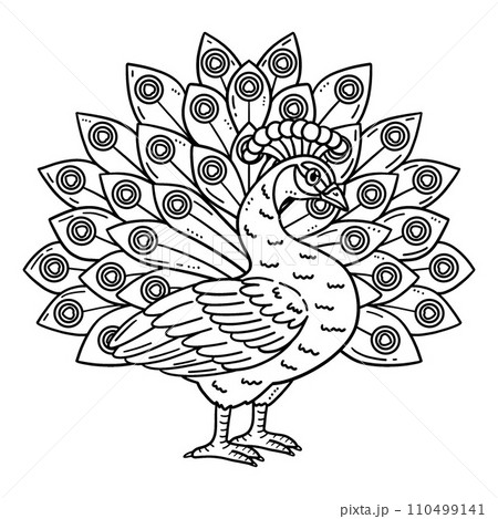 Peacock Bird Isolated Coloring Page for Kids 110499141
