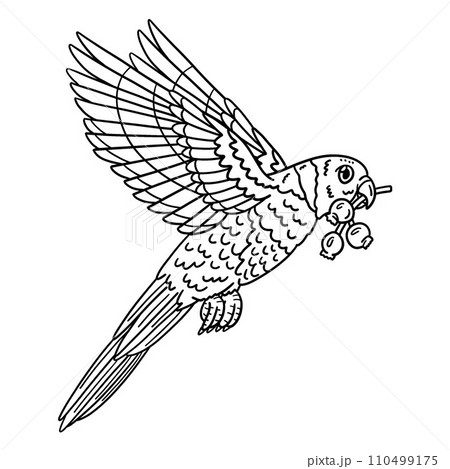 Loriini Bird Isolated Coloring Page for Kids 110499175