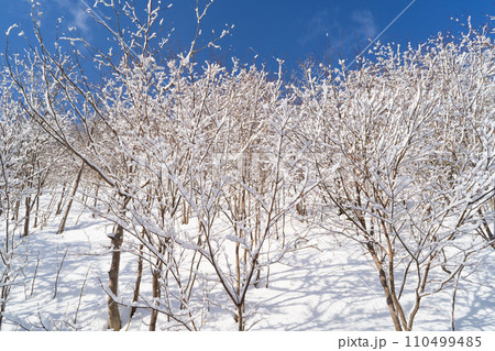 クスリサンベツ川沿いの道で見れる樹氷（登別温泉） 110499485