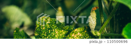 Organic young Cucumbers Growing In Vegetable Garden. Panorama, P 110500696