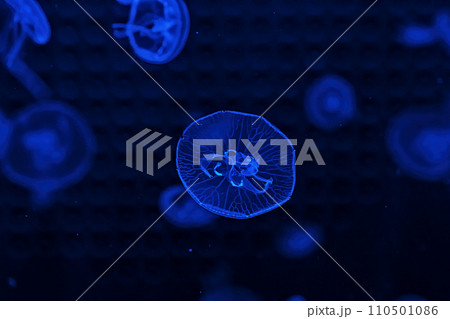 Shooting macro Jellyfish Aurelia Aurita underwater Shooting macro Jellyfish Aurelia Aurita underwater 110501086