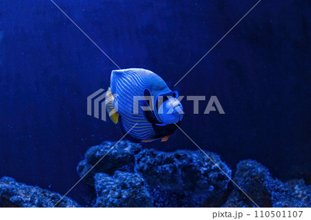 Underwater shot of Pomacanthus imperator fish Underwater shot of Pomacanthus imperator fish 110501107