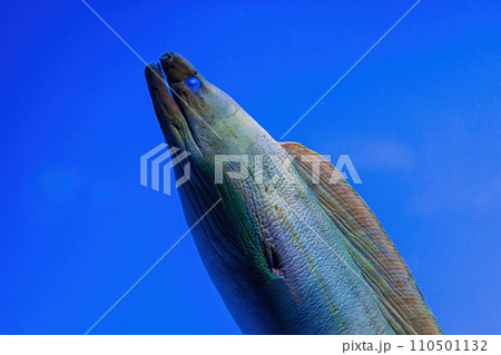 Underwater shot of fish Gymnothorax funebris Underwater shot of fish Gymnothorax funebris 110501132