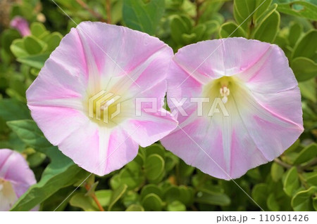 ヒルガオ 昼顔 旋花 ヒルガオ 昼顔 旋花 110501426