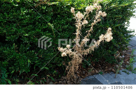 アメリカオニアザミは外来植物で繁殖力が強い 110501486