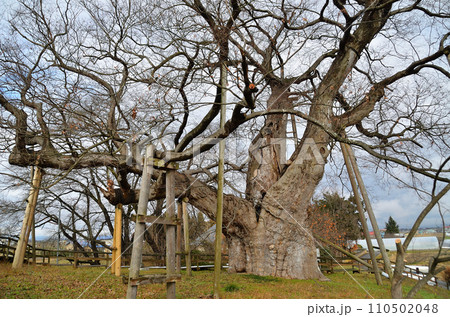 福島県会津若松市高瀬の大ケヤキ 福島県会津若松市高瀬の大ケヤキ 110502048