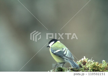 great blue tit on a branch Parus major 110502231