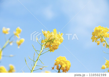菜の花と青空 菜の花と青空 110502399