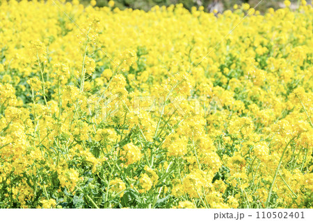 いちめんの菜の花畑 いちめんの菜の花畑 110502401