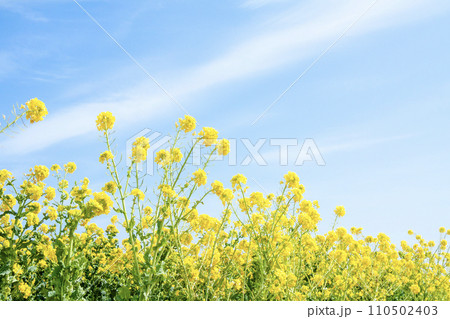 菜の花畑と青空 菜の花畑と青空 110502403