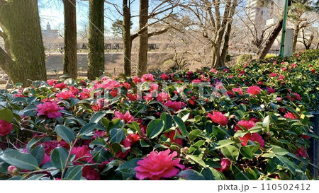 冬の陽光を浴びて咲き乱れる赤い山茶花〈岡崎城公園/愛知県岡崎市〉 110502412
