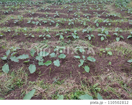 Agricultural landscape photo of purple eggplant vegetable plants in rice fields that are still small and in the process of growing 110502812