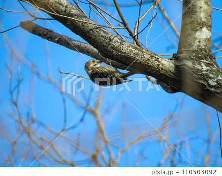 木の枝をつつくコゲラ 110503092