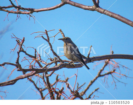 枝に留まるイソヒヨドリのメス 110503520