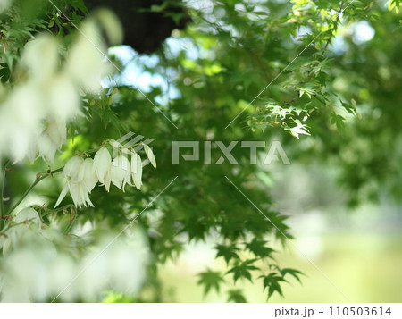松本城公園のキミガヨランとモミジ 松本城公園のキミガヨランとモミジ 110503614